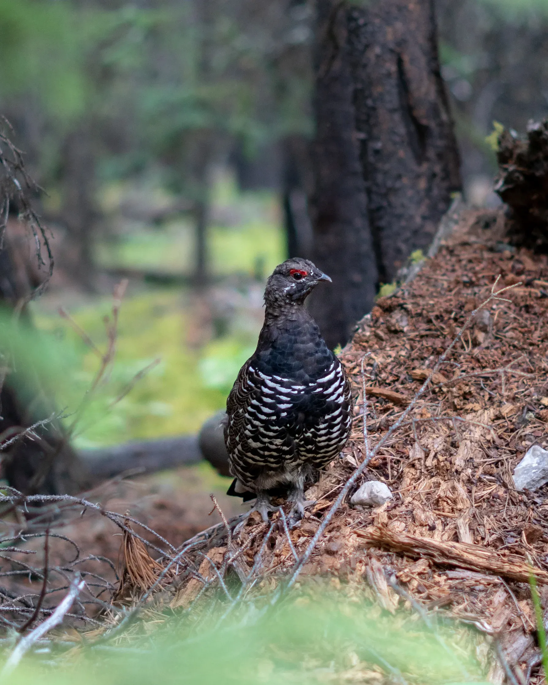 A Grouse striking a pose
