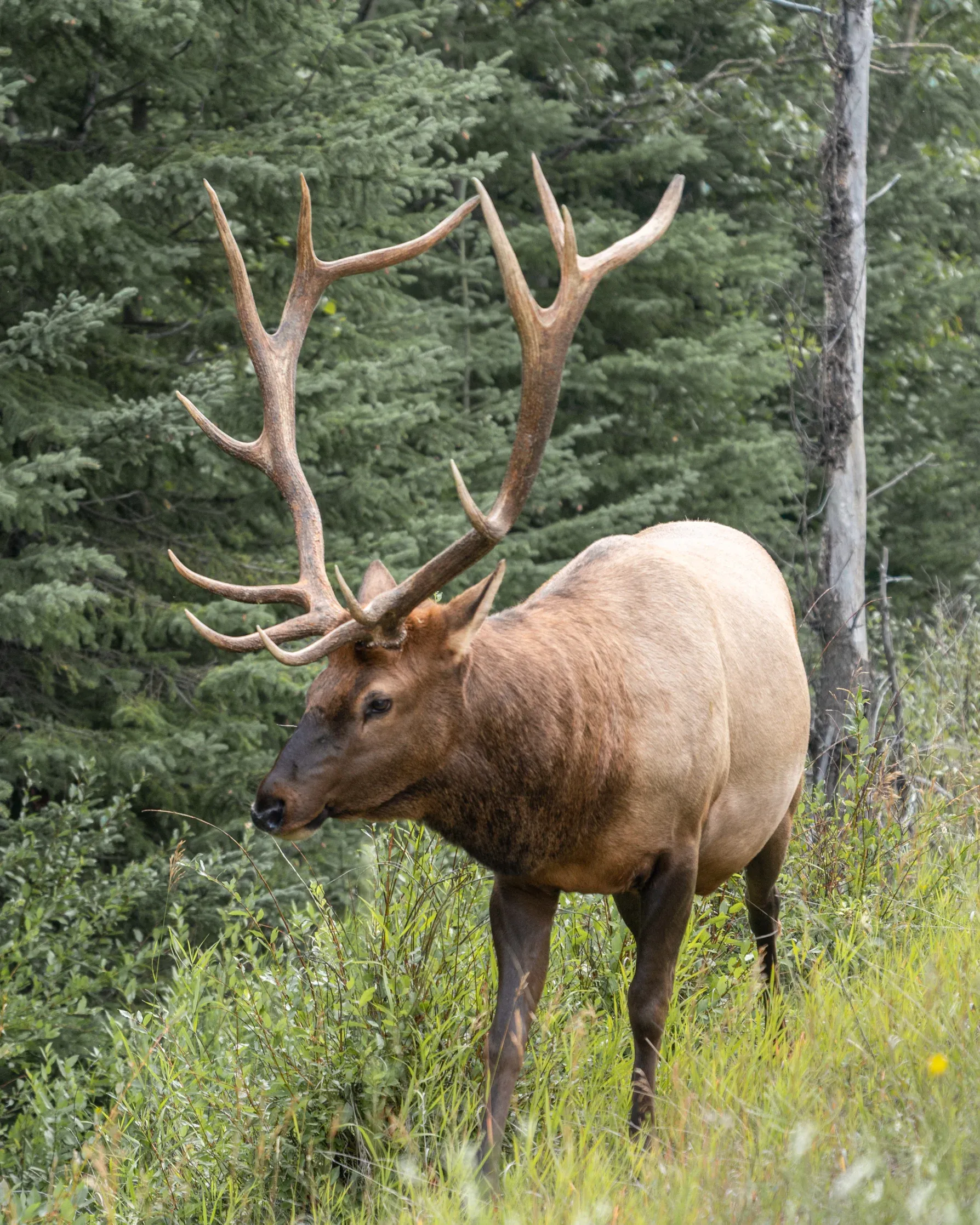 Bull Elk