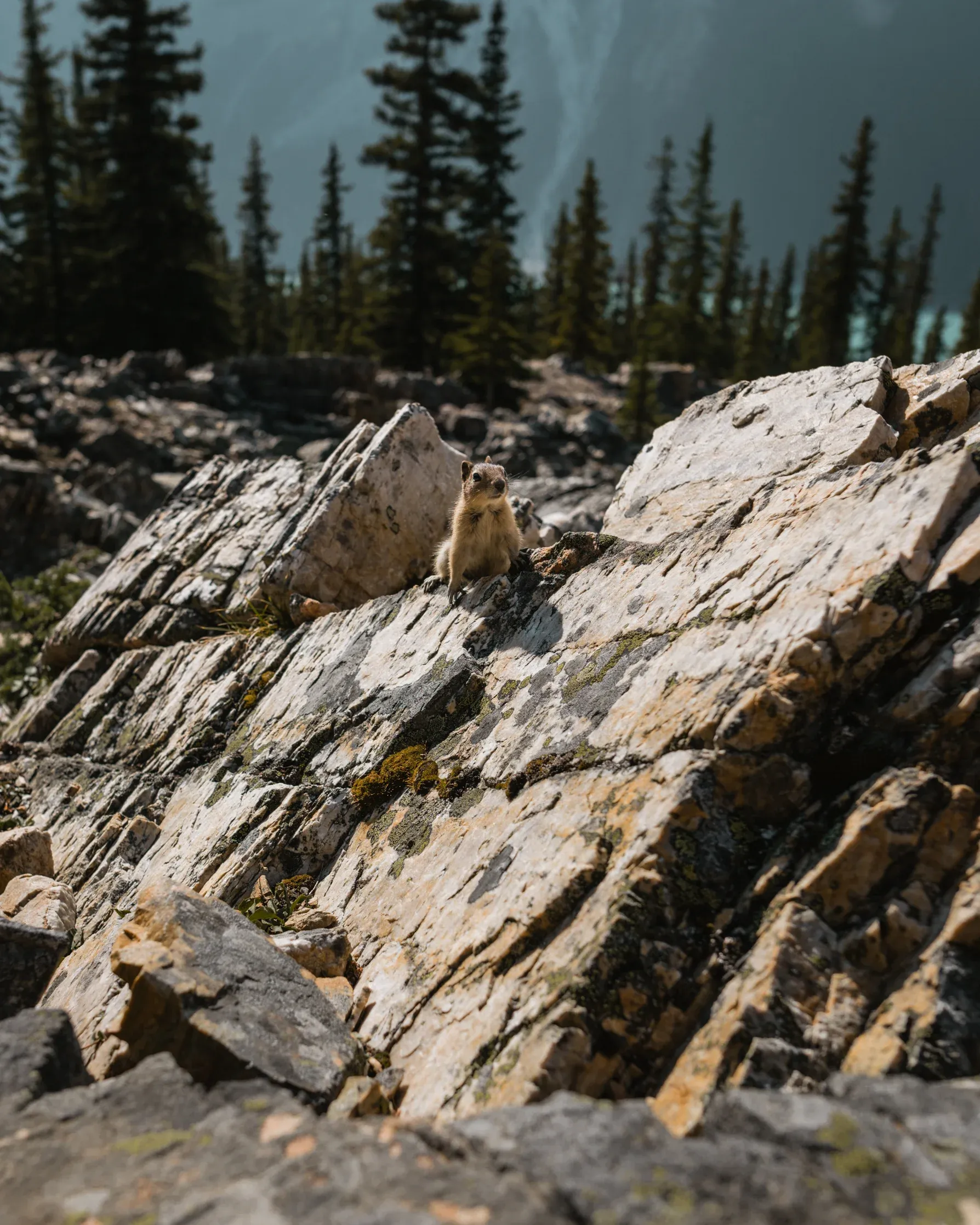 Some more Ground Squirrels