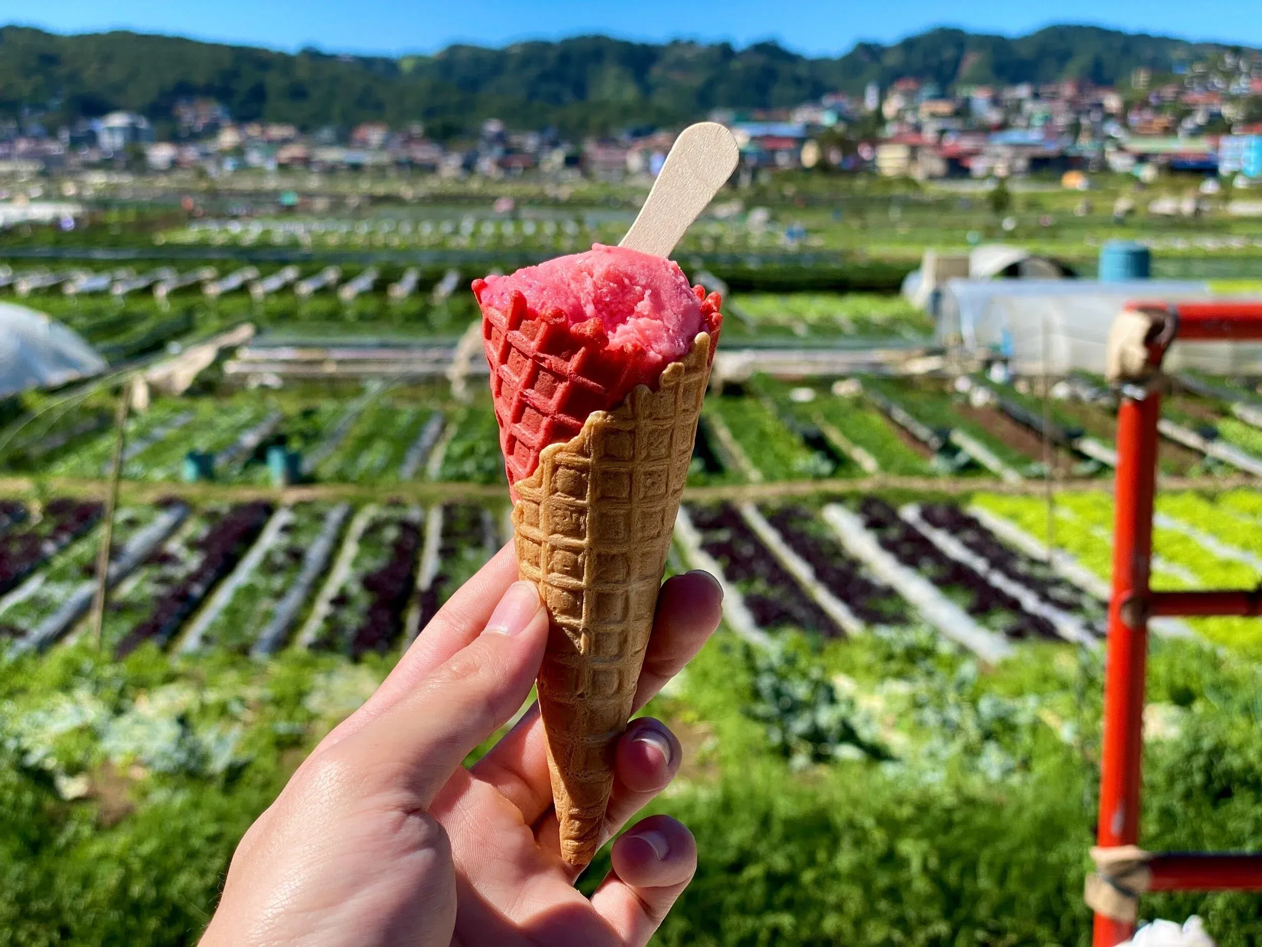 Strawberry ice cream & strawberry fields.