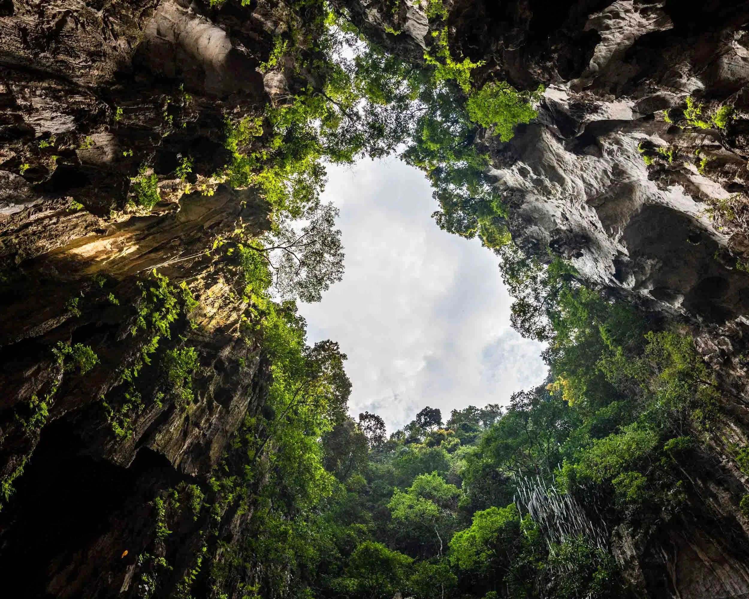 Looking up from inside the cave.
